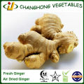 Air Dried Ginger For United Kingdom Market